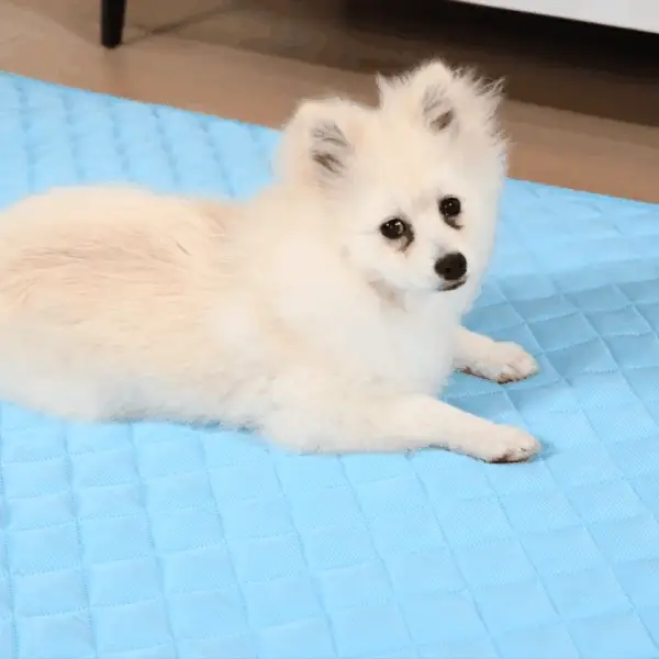 Small dog resting on a light blue PawChill Cooling Mat on a hot day